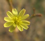 Lactuca saligna. Соцветие. Челябинская обл., Октябрьский р-н, с. Кочердык, ПП оз. Сладкое. 21.08.2010.