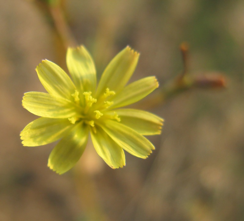 Image of Lactuca saligna specimen.