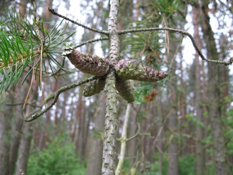 Image of Pinus banksiana specimen.