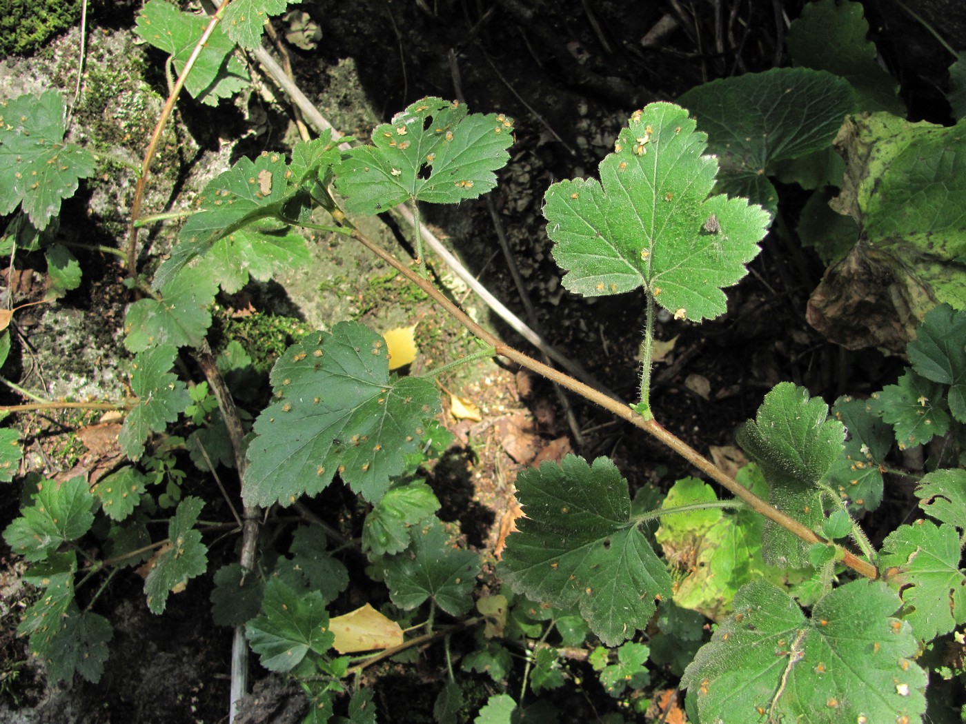 Image of Ribes orientale specimen.