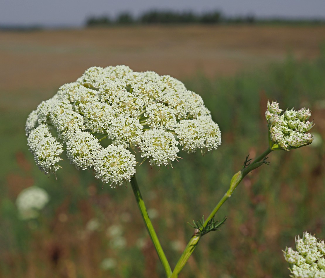 Image of Seseli annuum specimen.