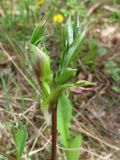 Lathyrus vernus. Верхушка растения с бутонами. Беларусь, Гродненская обл., Кореличский р-н, ур. Климовка, обочина грунтовой дороги, проходящей вдоль ельника зелёномошного. 06.05.2022.