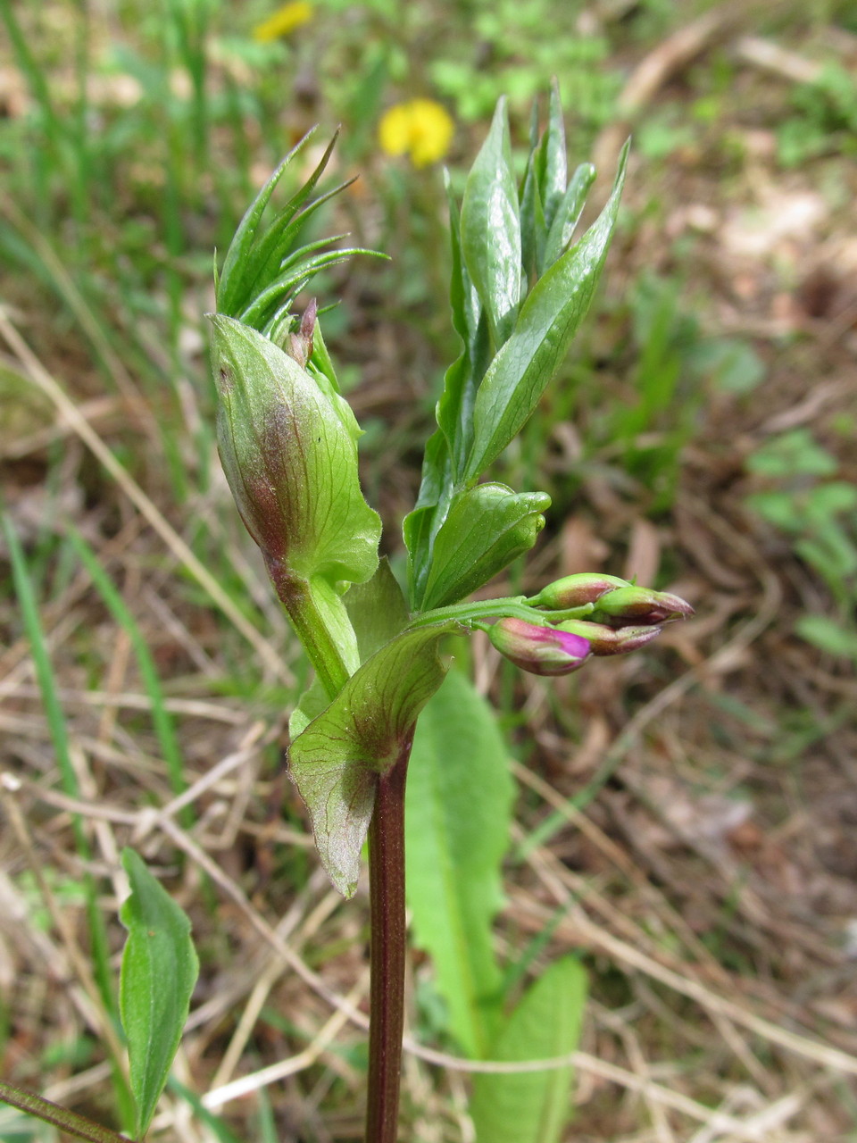 Изображение особи Lathyrus vernus.