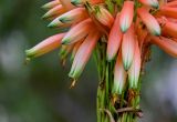 Aloe arborescens