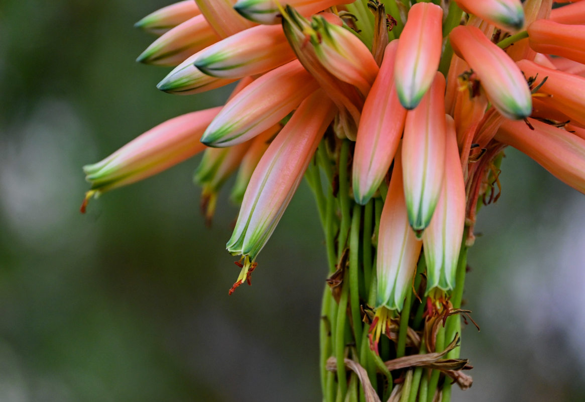 Image of Aloe arborescens specimen.