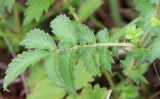 Agrimonia eupatoria