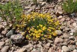 Lotus ruprechtii. Цветущее растение в сообществе с Artemisia vulgaris. Ленинградская обл., Ломоносовский р-н, окр. Шепелёвского маяка; п-ов Каравалдай, берег Финского залива, каменистый пляж. 13.06.2022.