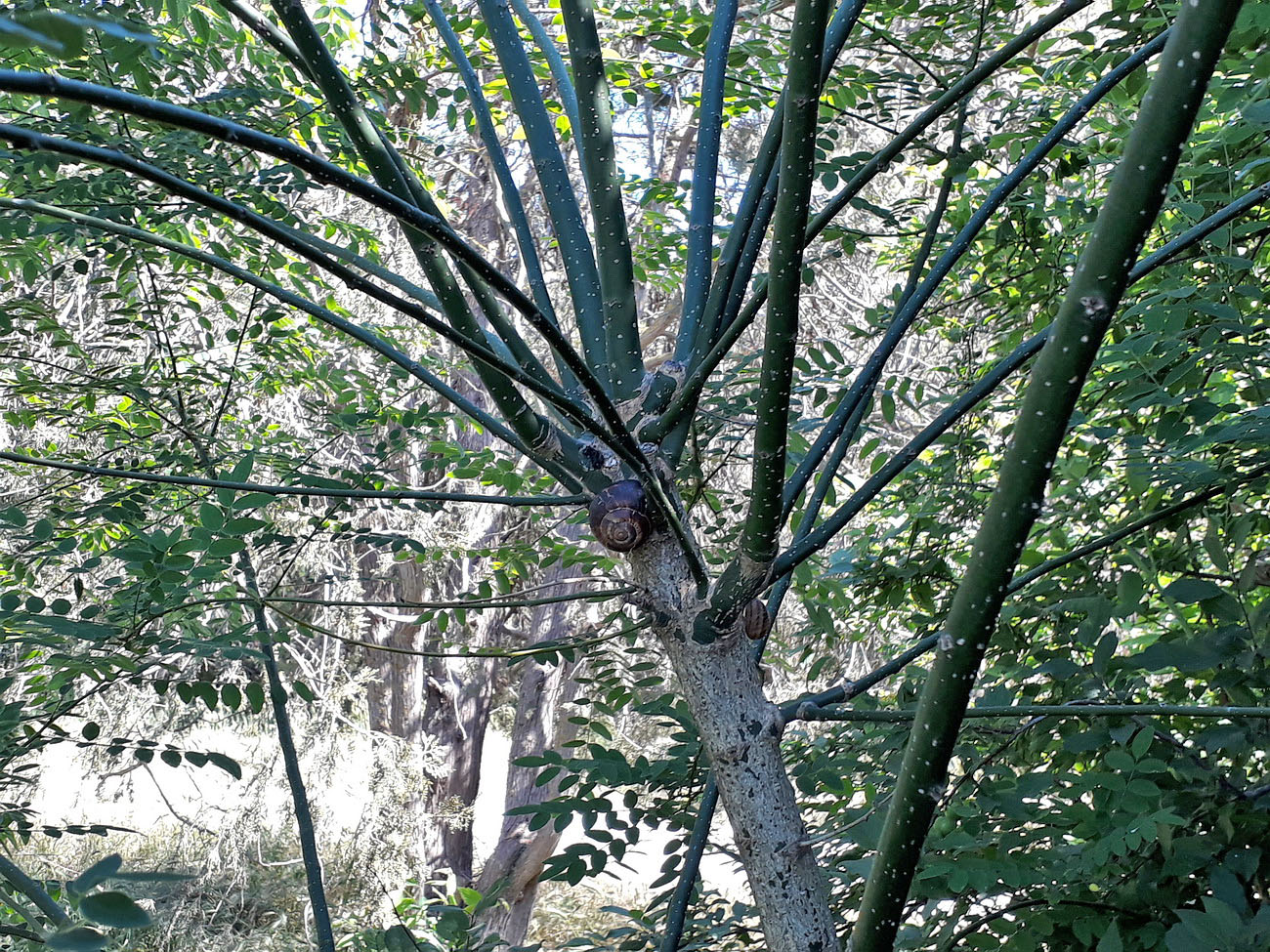 Image of Styphnolobium japonicum specimen.