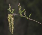 genus Duschekia