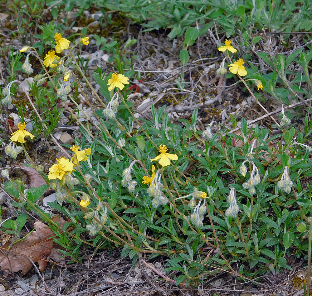 Image of Helianthemum canum specimen.