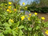 Ranunculus repens