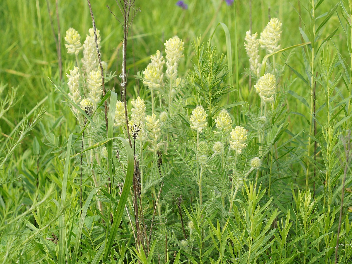 Изображение особи Oxytropis pilosa.