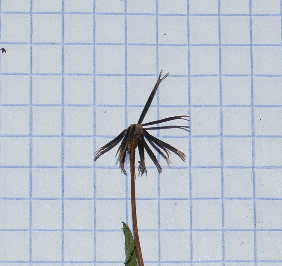 Image of Bidens pilosa specimen.