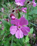 Melandrium dioicum. Цветок. Московская обл., Одинцовский р-н, с. Никольское, обочина лесной дороги. 29.05.2010.