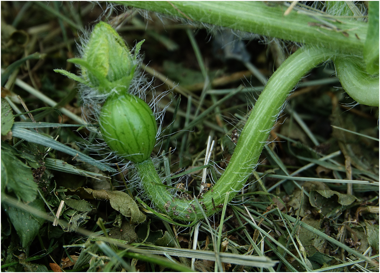 Изображение особи Citrullus lanatus.