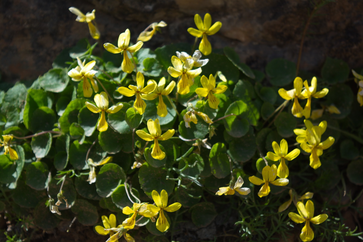 Изображение особи Viola caucasica.