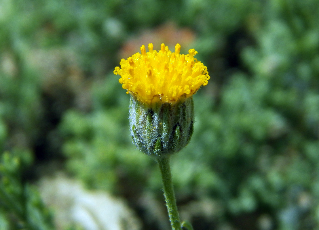Image of Xylanthemum pamiricum specimen.