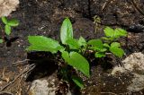 Saussurea controversa. Вегетирующее растение в сообществе с Rubus saxatilis (справа). Свердловская обл., Краснотурьинский ГО, долина р. Каква, средняя часть склона Синих скал, сосновый лес. 10 июня 2023 г.