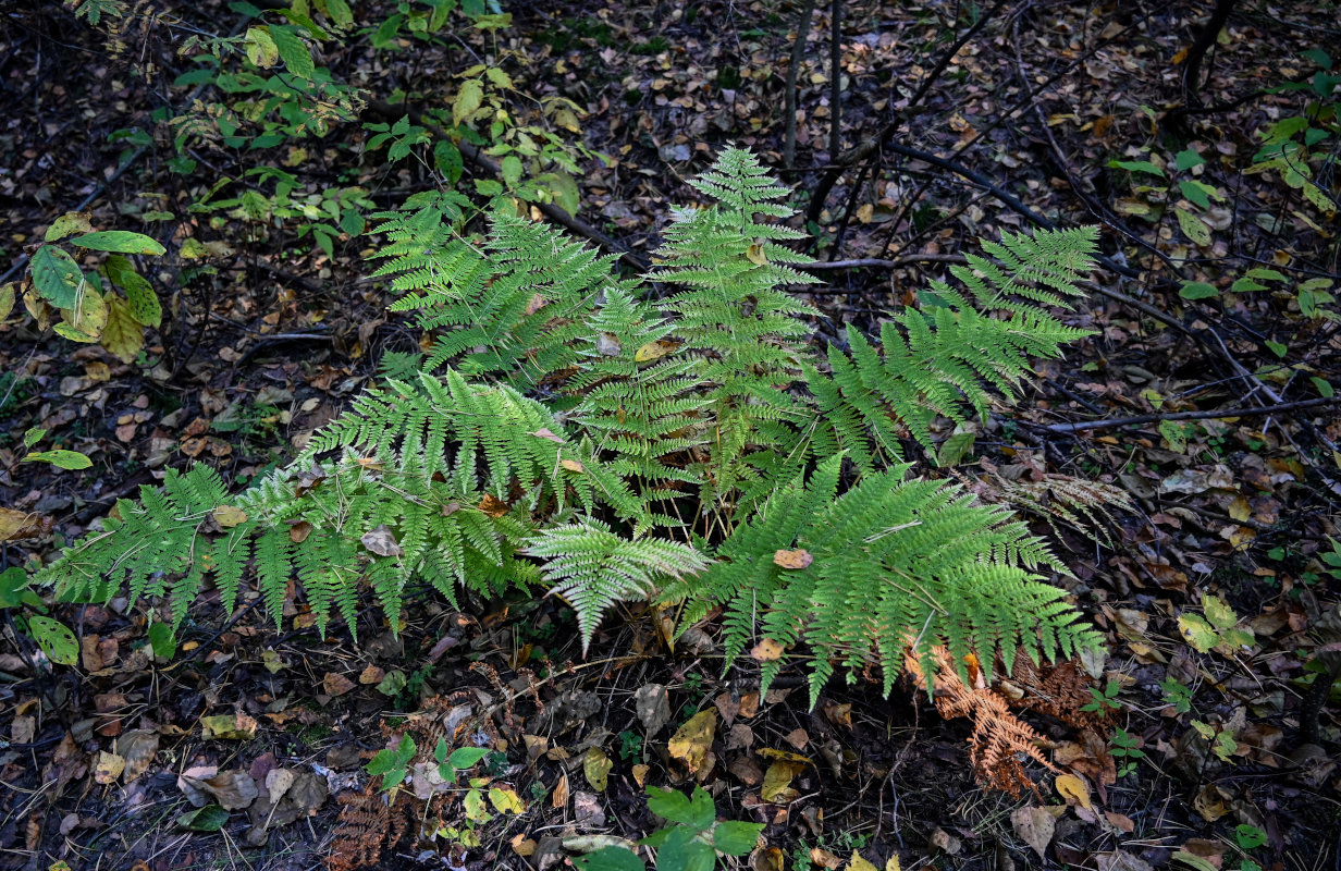Image of Athyrium filix-femina specimen.