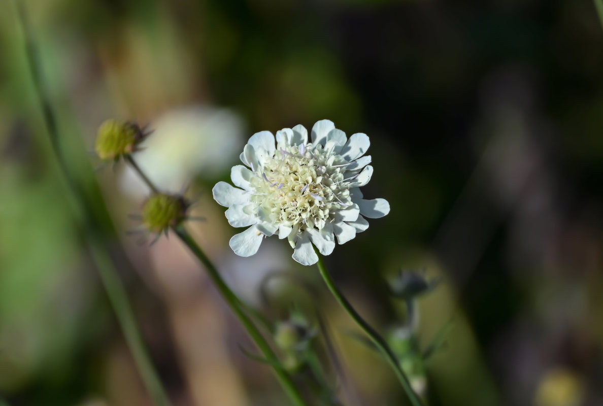 Изображение особи Scabiosa ochroleuca.
