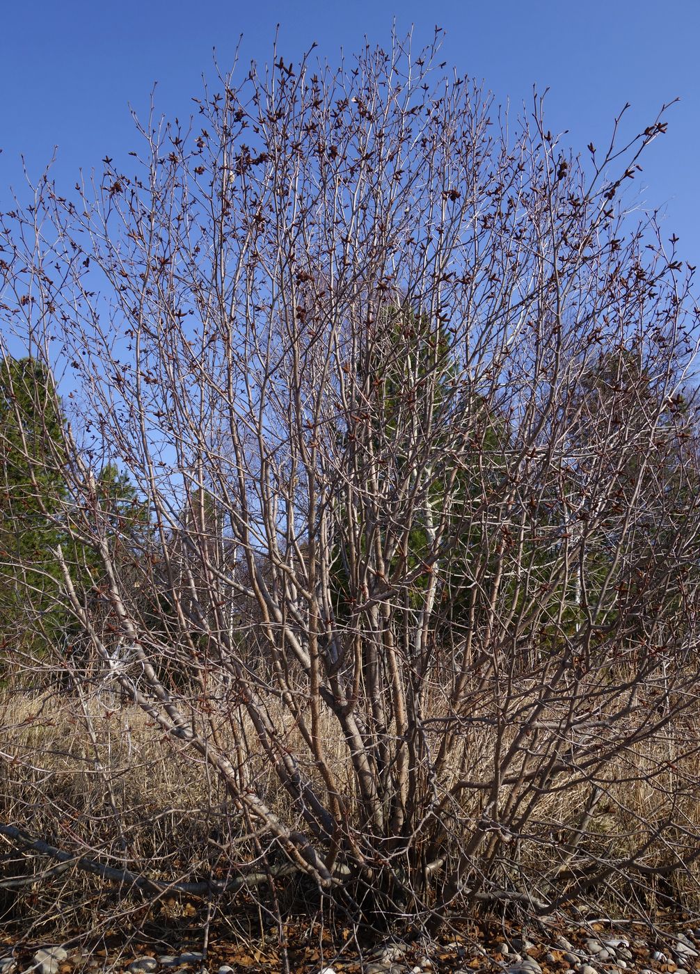 Изображение особи Duschekia fruticosa.