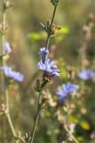 Cichorium intybus