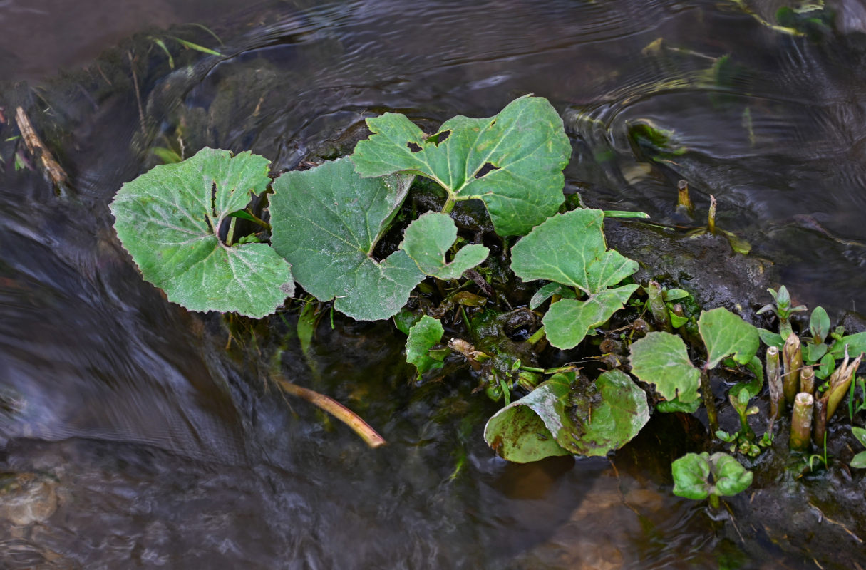 Image of Petasites radiatus specimen.