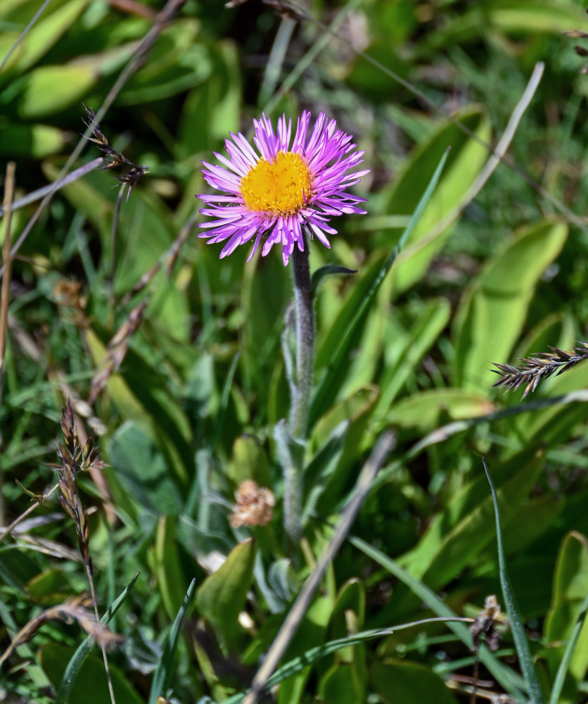 Изображение особи Erigeron allochrous.