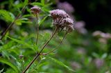 Eupatorium cannabinum. Верхушка веточки с соцветиями. Чечня, Шатойский р-н, Нихалойские водопады, опушка широколиственного леса. 26.07.2022.