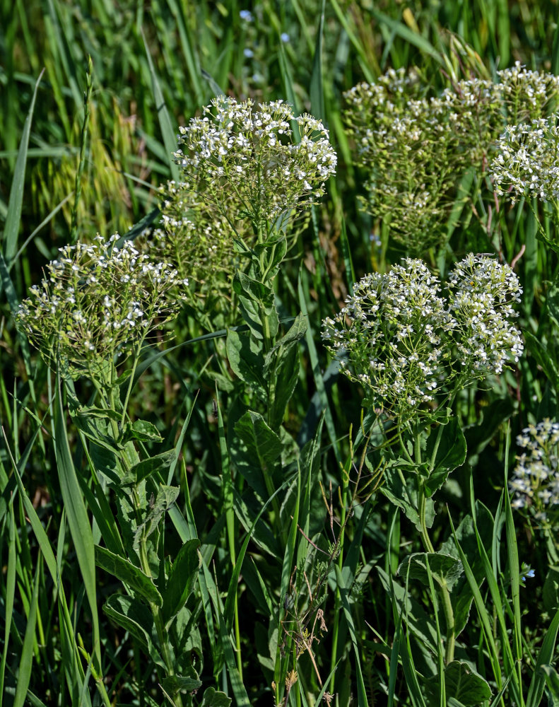 Image of Cardaria draba specimen.