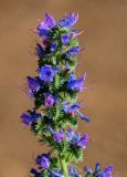 Echium vulgare. Верхушка соцветия. Оренбургская обл., Медногорский гор. округ, Блявинский карьер, подножие каменисто-глинистого склона. 04.07.2023.