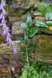 Campanula rapunculoides. Часть побега с бутонами (листья влажные после дождя). Республика Адыгея, правый берег ручья Большой Руфабго, 30 м ниже водопада Шум, на скале. 28.07.2023.