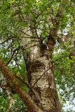 Populus tremula. Часть ствола взрослого дерева. Дагестан, Магарамкентский р-н, окр. с. Приморский, опушка широколиственного леса. 05.05.2022.