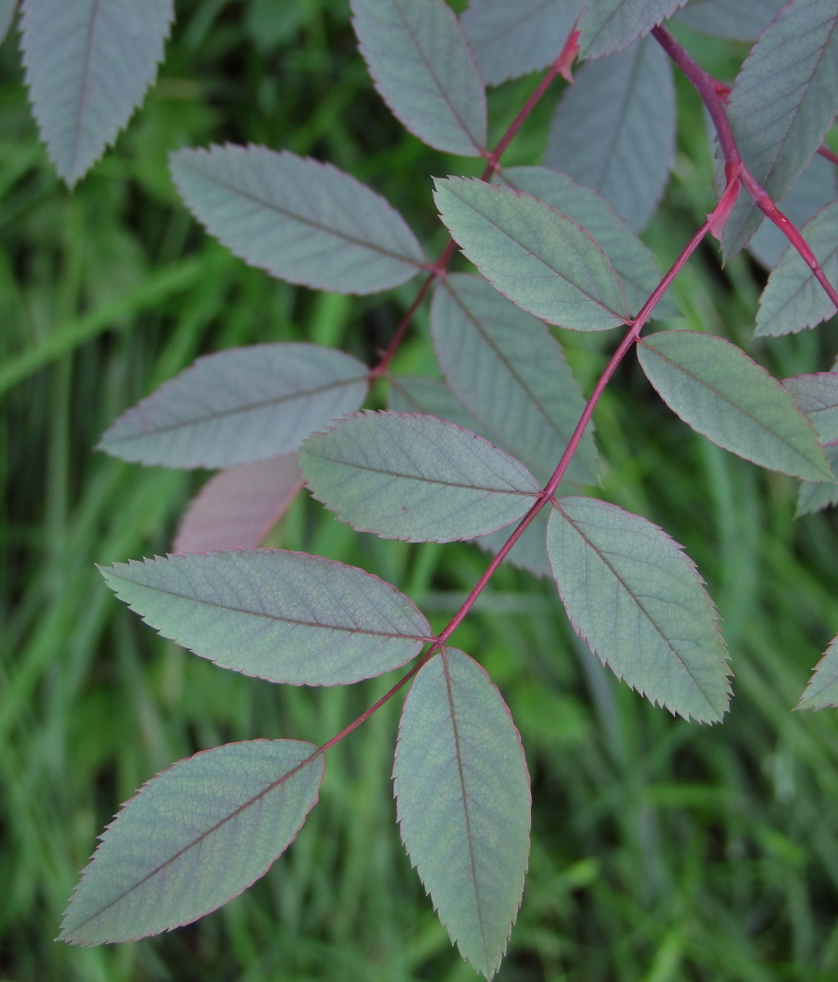 Image of Rosa glauca specimen.