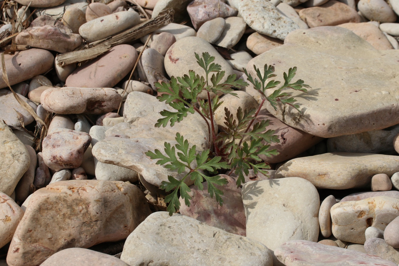 Изображение особи Geranium robertianum.