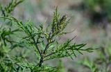 Urtica cannabina