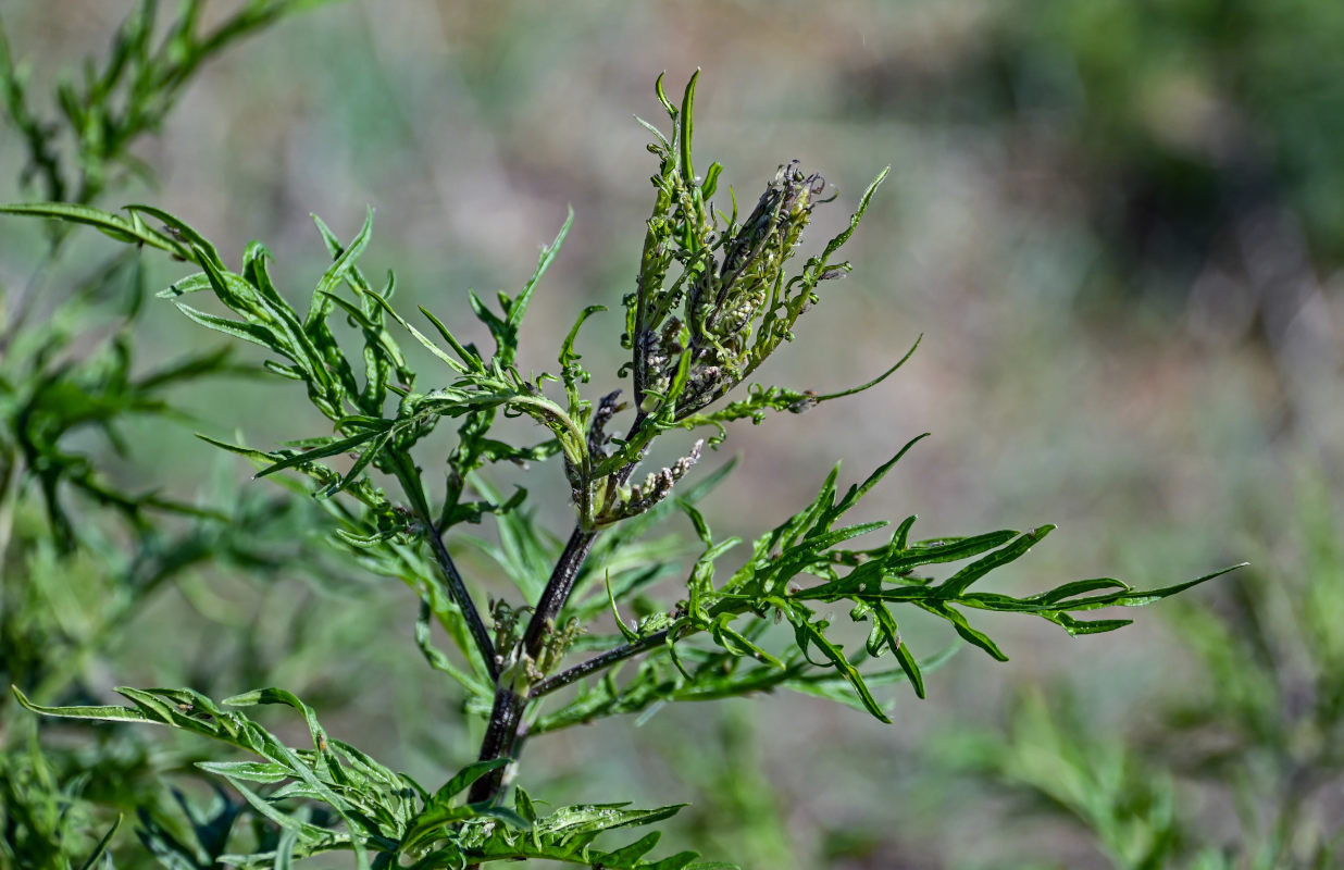 Изображение особи Urtica cannabina.