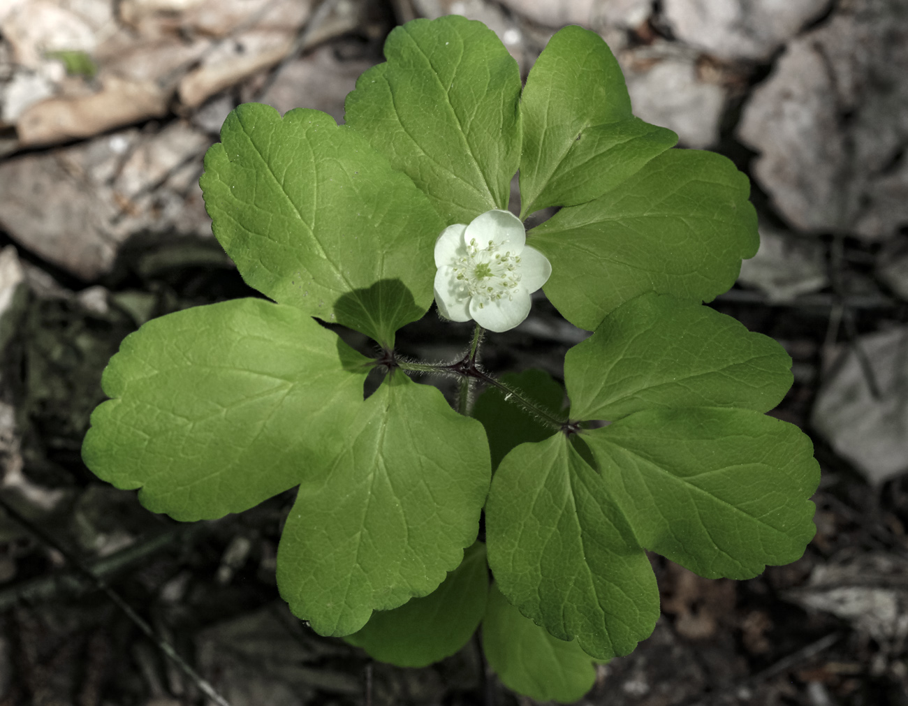 Изображение особи Anemone udensis.