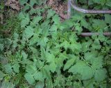 Sisymbrium officinale