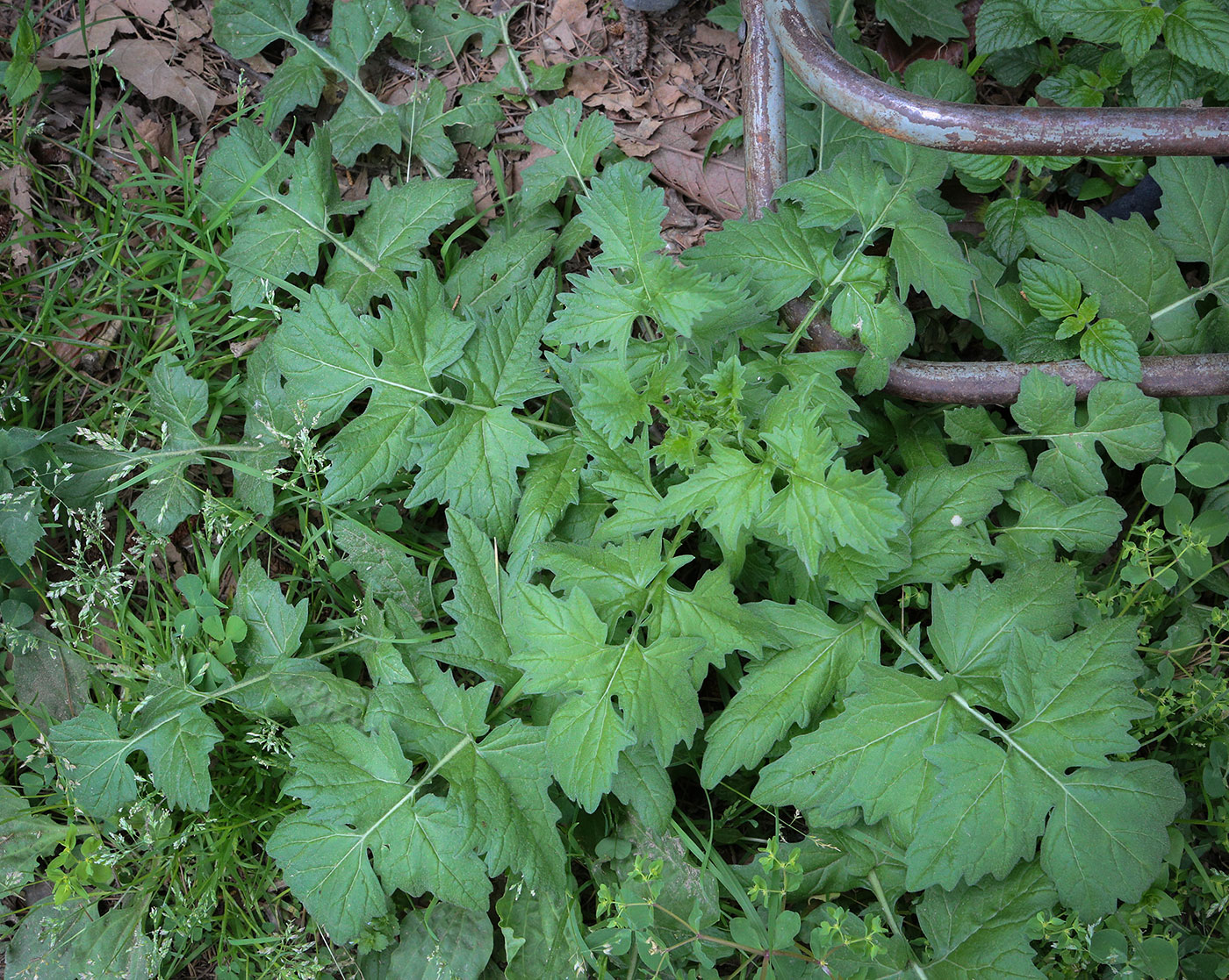 Image of Sisymbrium officinale specimen.