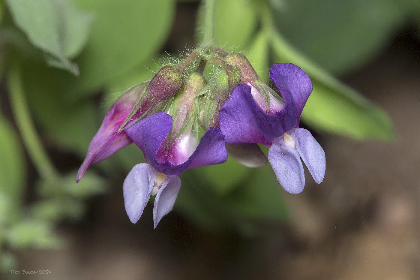 Image of Lathyrus laxiflorus specimen.