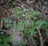 Cardamine pectinata