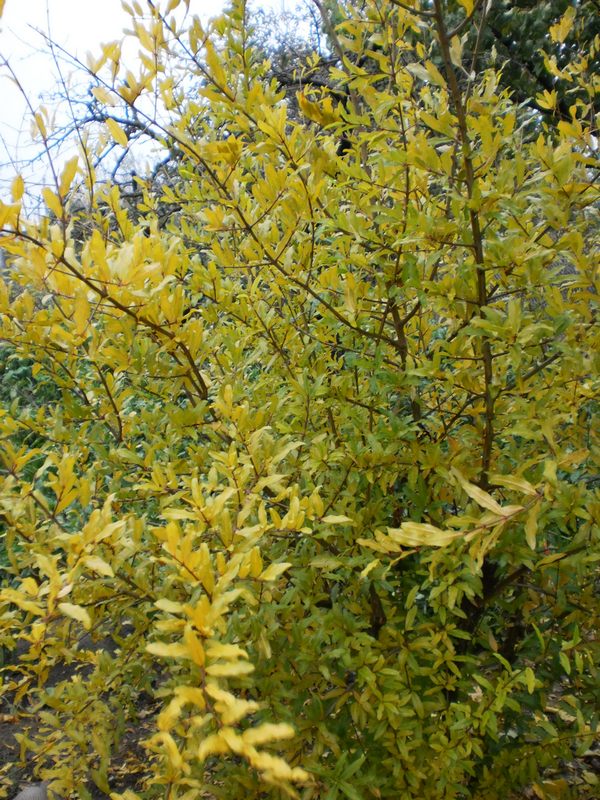 Image of Punica granatum specimen.