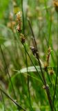 род Carex