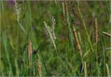 Phleum pratense