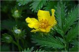 Potentilla anserina. Бутоны, цветок и часть листа в утренней росе. Московская обл., Раменский р-н, окр. дер. Хрипань, садовый участок. 03.06.2024.