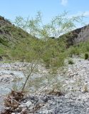 genus Salix