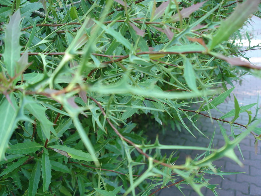 Image of Berberis microphylla specimen.