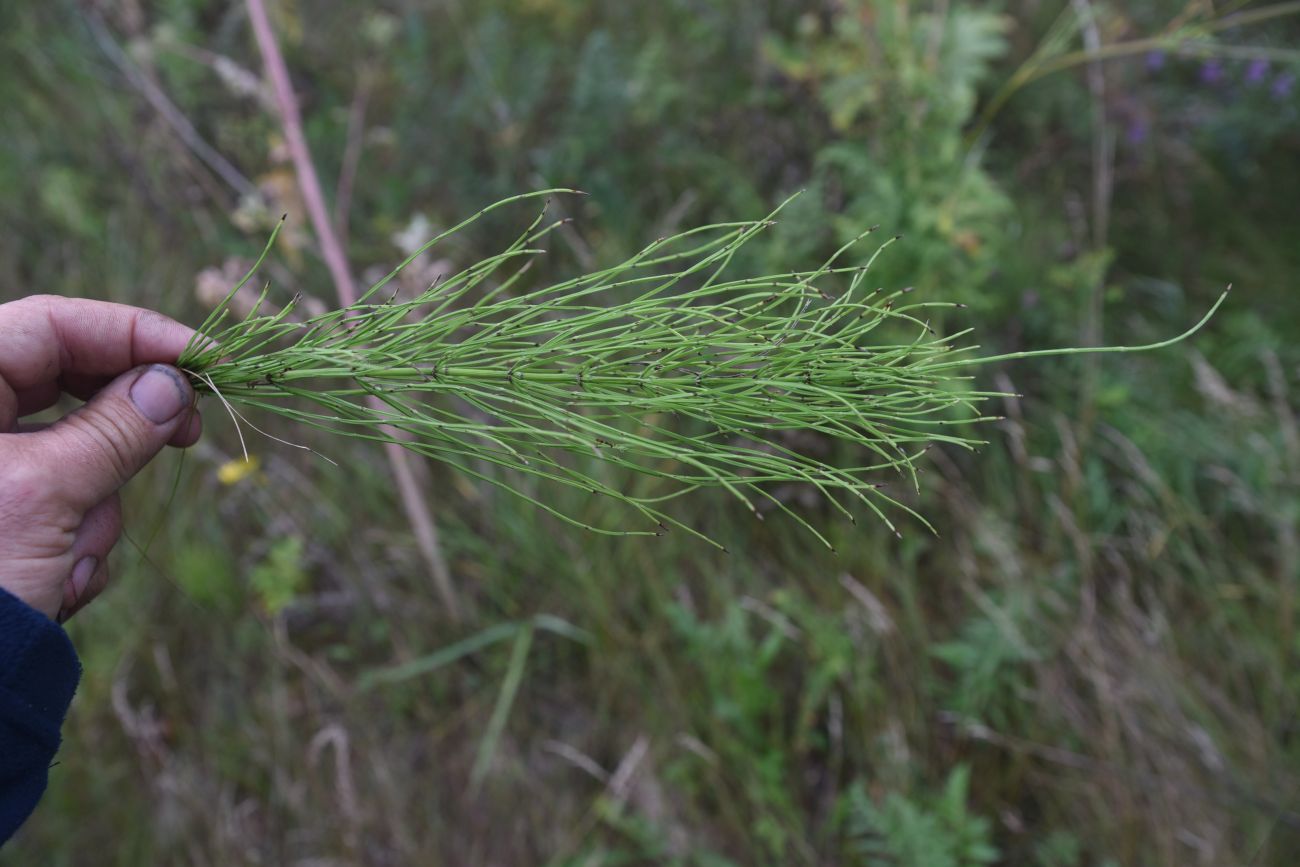Image of Equisetum arvense specimen.