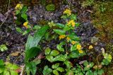 Lysimachia melampyroides. Цветущие растения. Китай, провинция Хунань, ущелье р. Ланьчуаньси, поросший мхами каменистый склон. 08.06.2024.